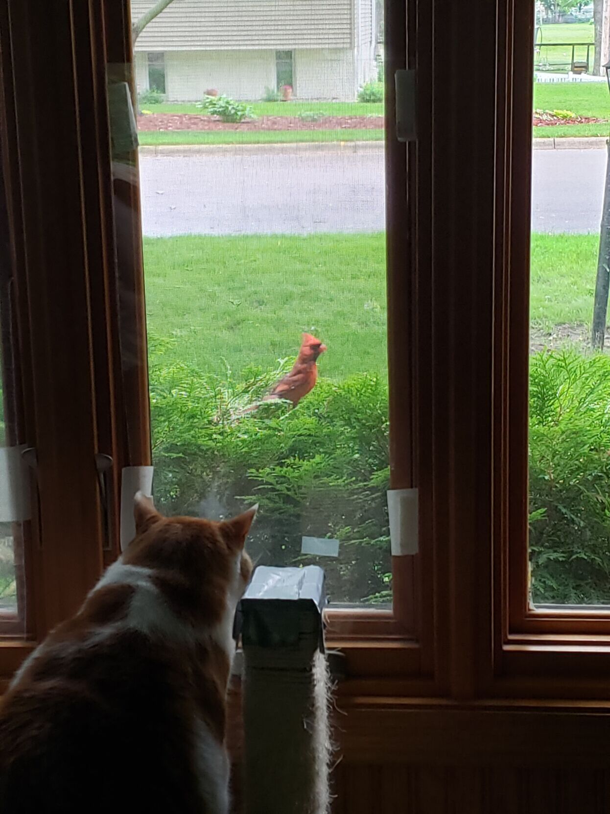 The cat-bird seat